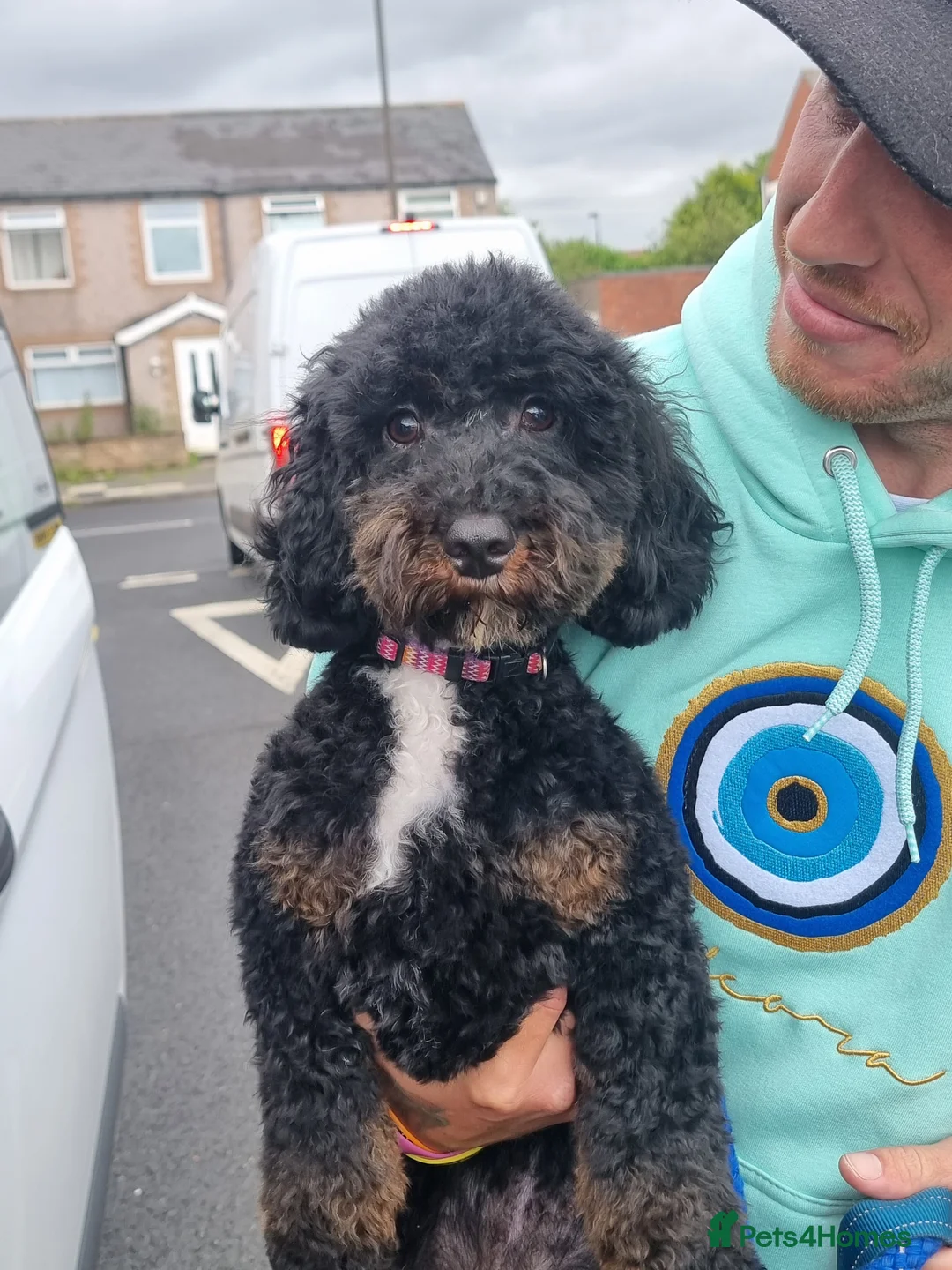 Mixed Breed dogs for sale: Cockapoo x jackapoo pup - Advert 5