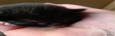 Maine Coon cross  Kitten 1