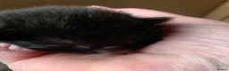 Maine Coon cats for sale: Main coon cross kittens - Advert 20