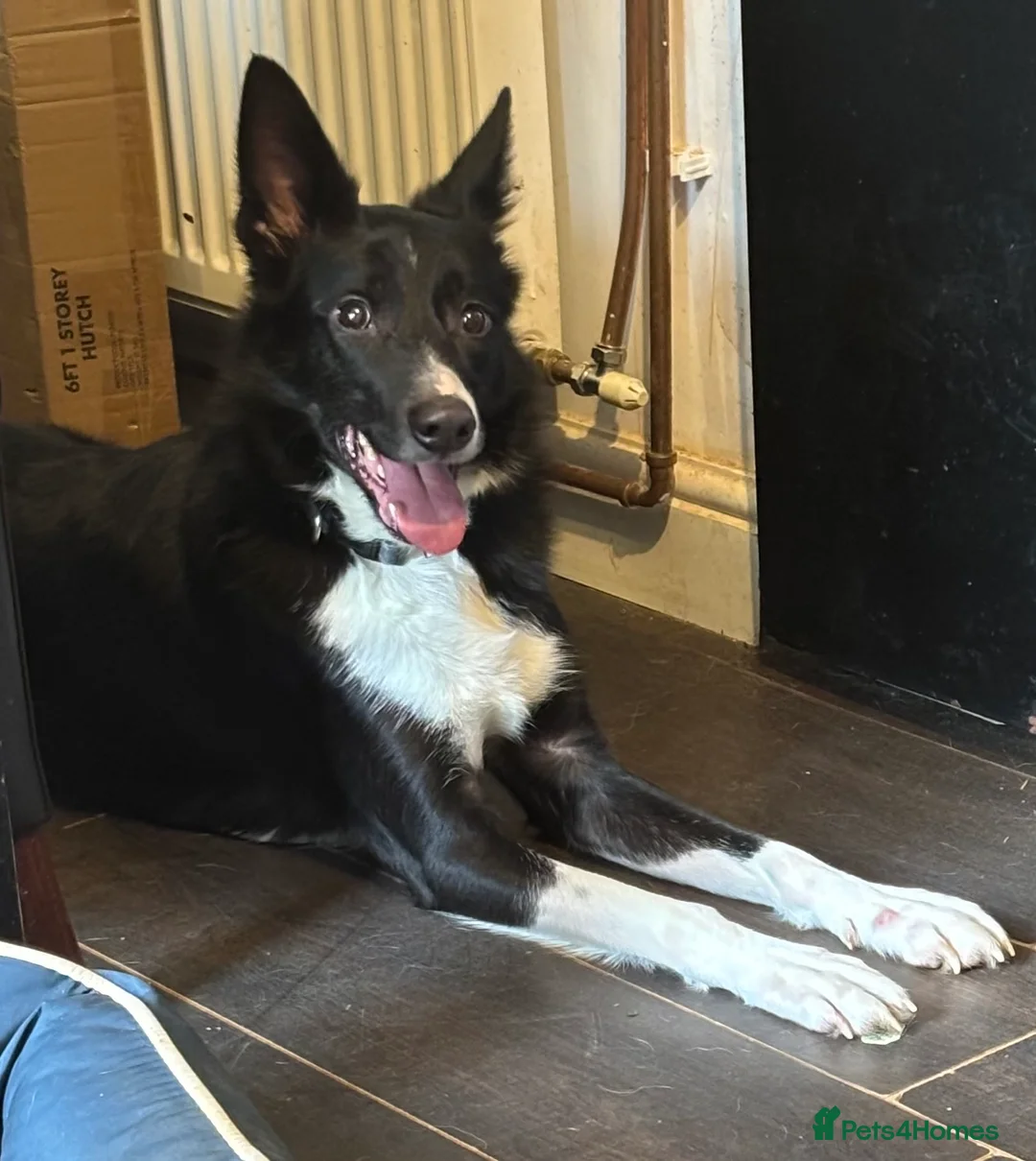 Border Collie dogs for sale: Male short haired collie in Northampton - Advert 1