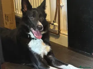 Border Collie dogs Male short haired collie in Northampton - Advert 4