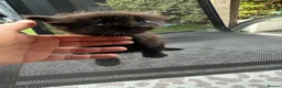Mixed Breed cats for sale: Sweet little kittens for sale! - Advert 5