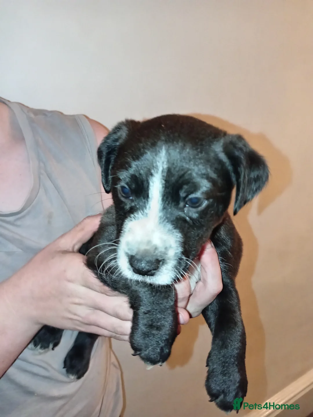 Patterjack dogs for sale: Patter Jack puppies - Advert 5