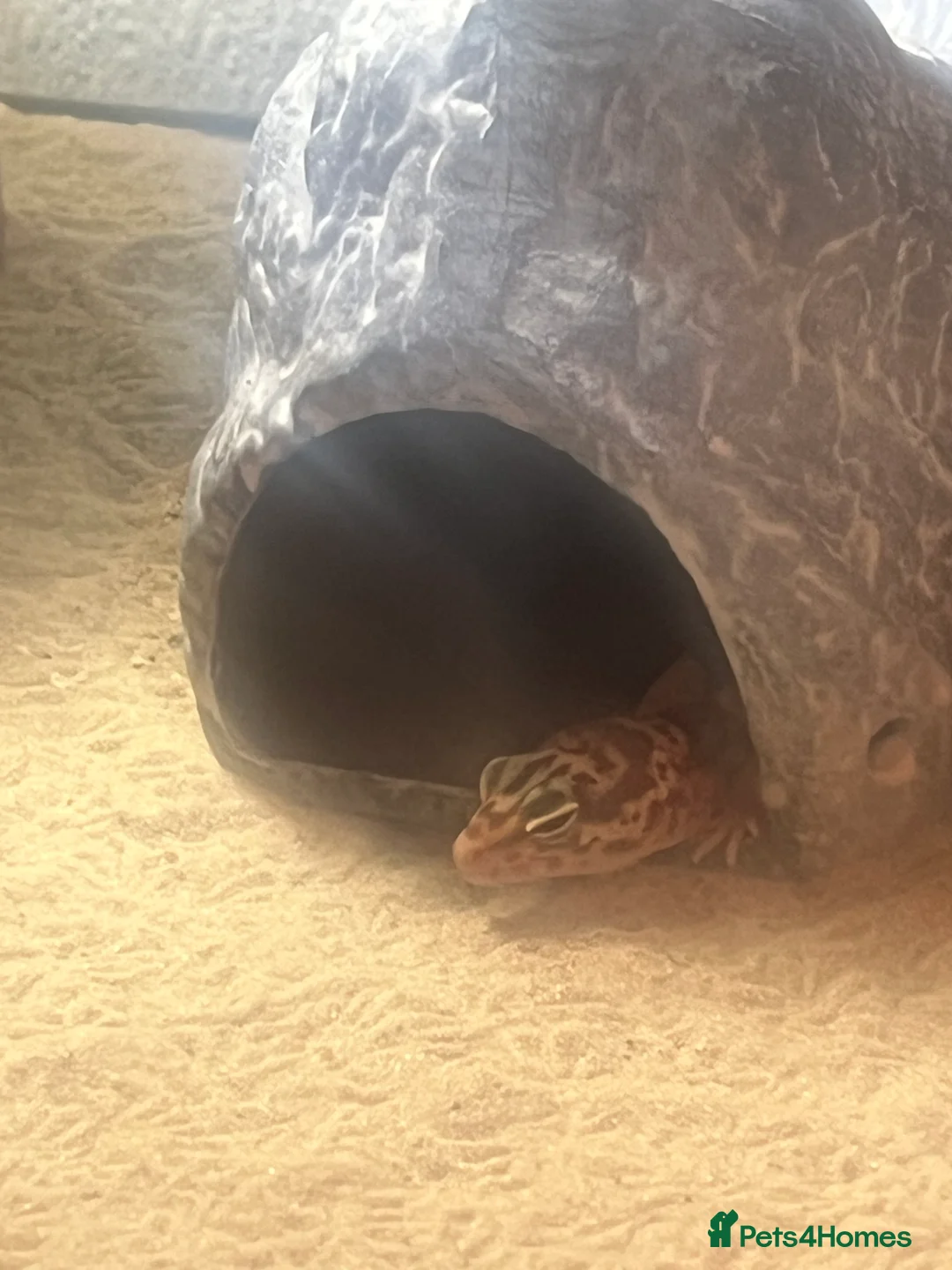 Leopard Gecko reptiles for sale: Gilbert the ghecko   - Advert 2