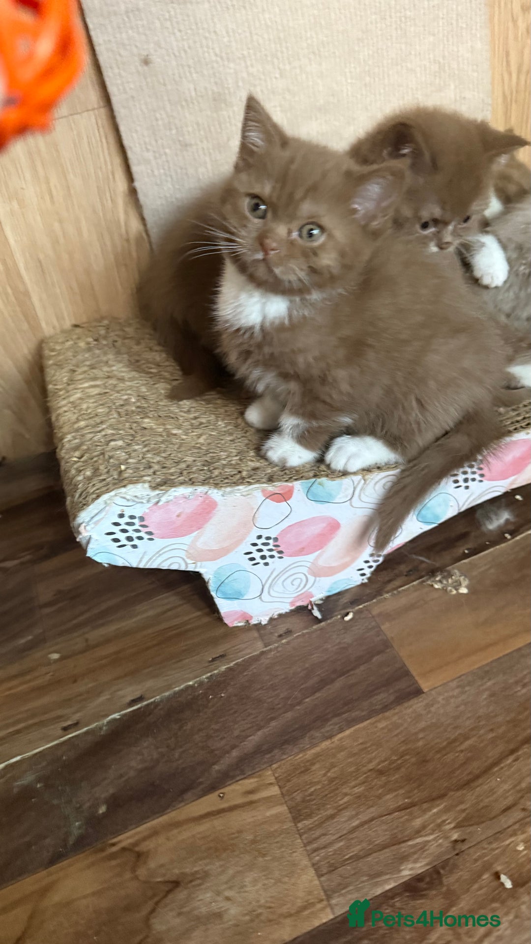 British Shorthair cats for sale: BSH kittens parents gccf - Image 12