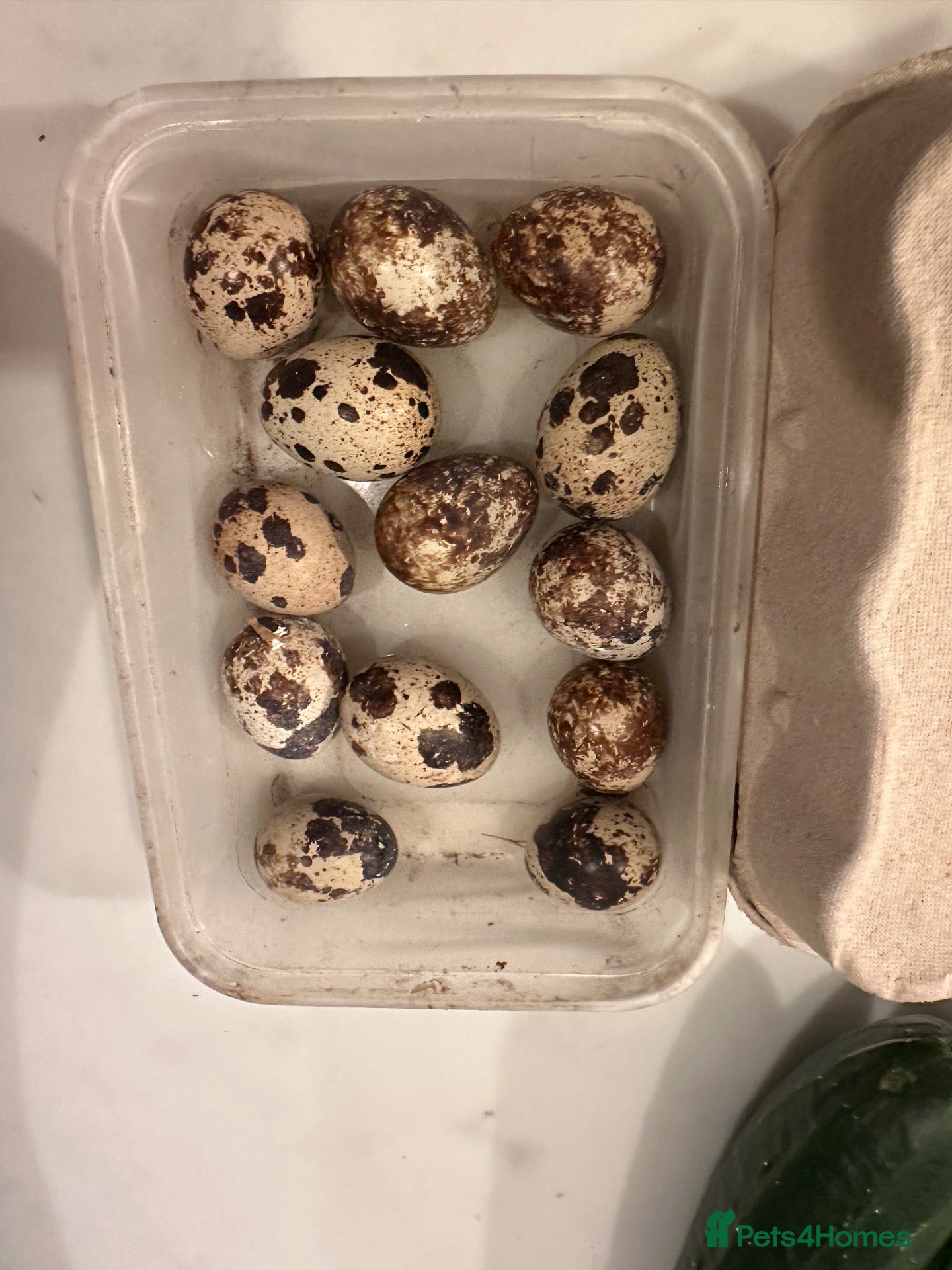 Quail poultry Fertilise quail eggs. Mixed.  - Advert 1