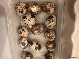 Quail poultry Fertilise quail eggs. Mixed. - Advert 1