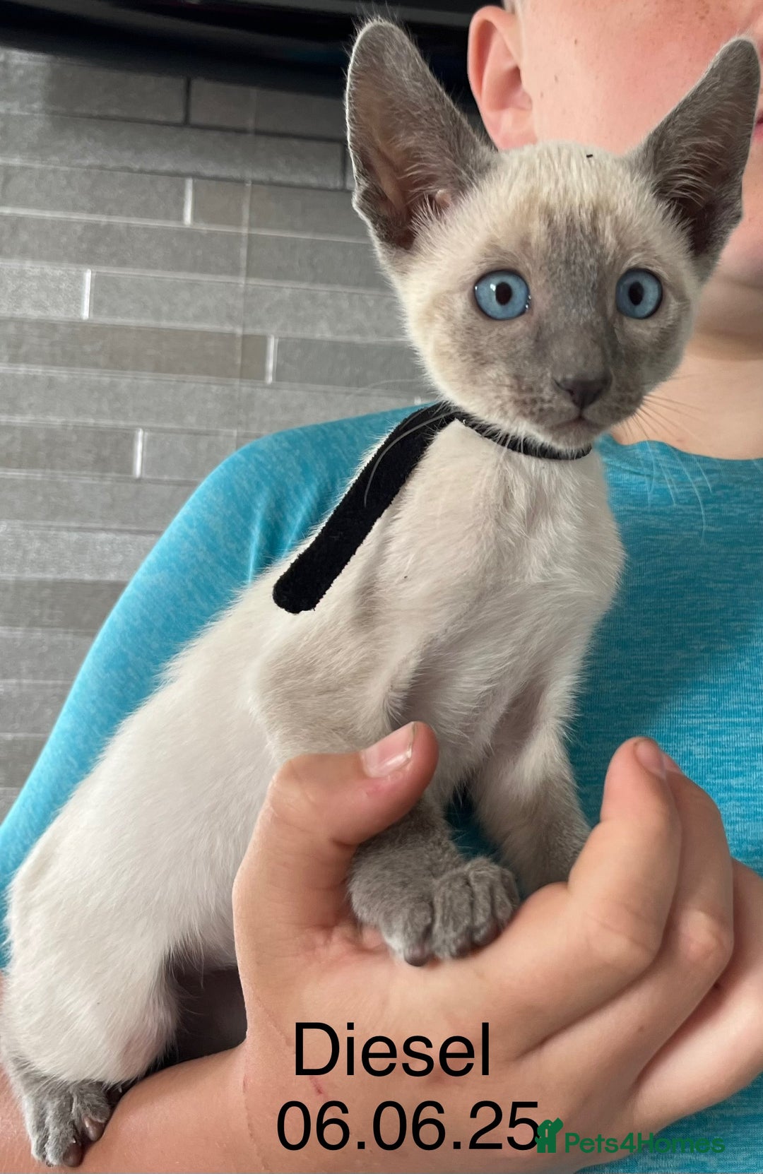 Siamese cats for sale: Blue Point Siamese  - Image 12