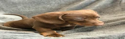 Miniature Dachshund dogs for sale: Long haired Miniature dachshund  - Advert 12
