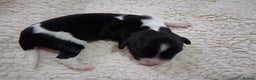 English Springer Spaniel dogs for sale: 🐾KC Reg English Springer Spaniel Puppies for Sale - Advert 18