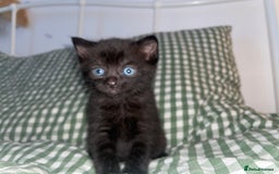 Domestic Shorthair cats for sale: All black female kittens available  - Image 2