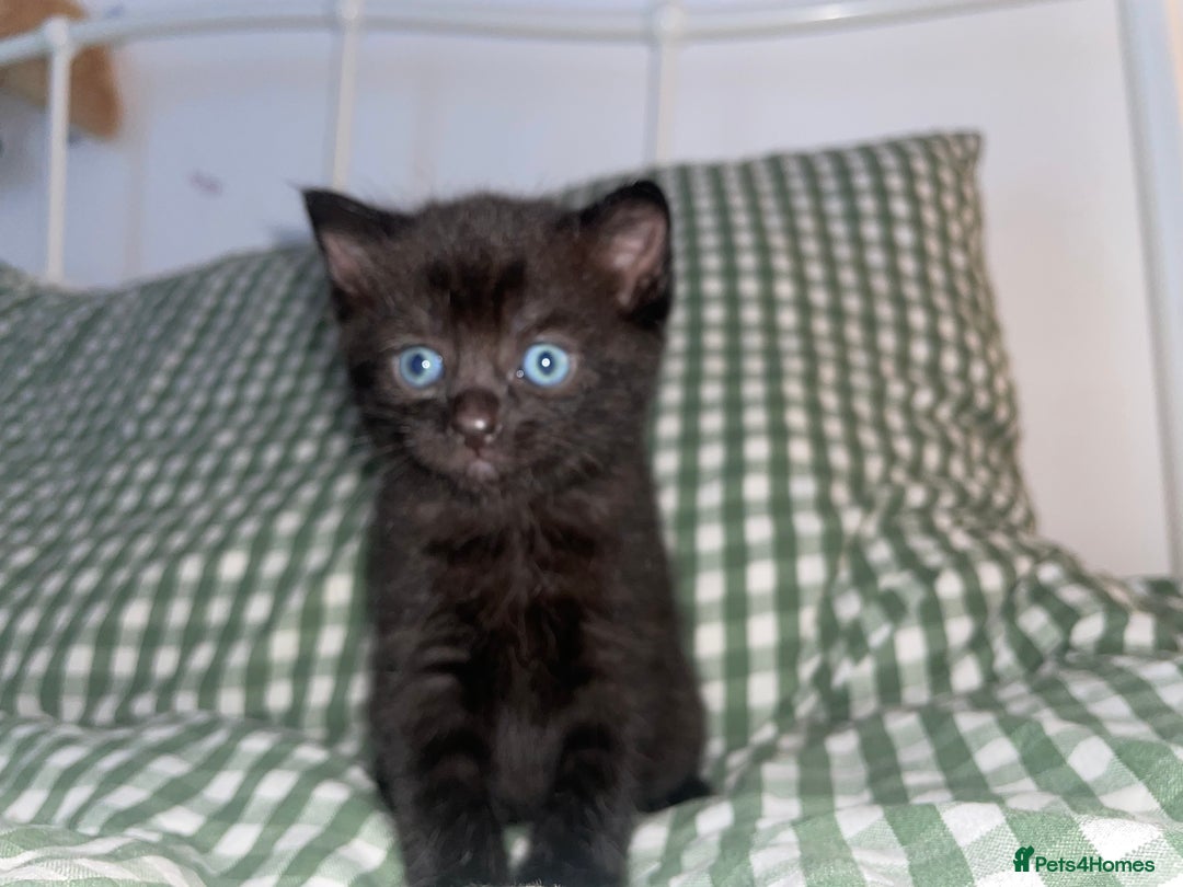Domestic Shorthair cats for sale: All black female kittens available  - Image 2