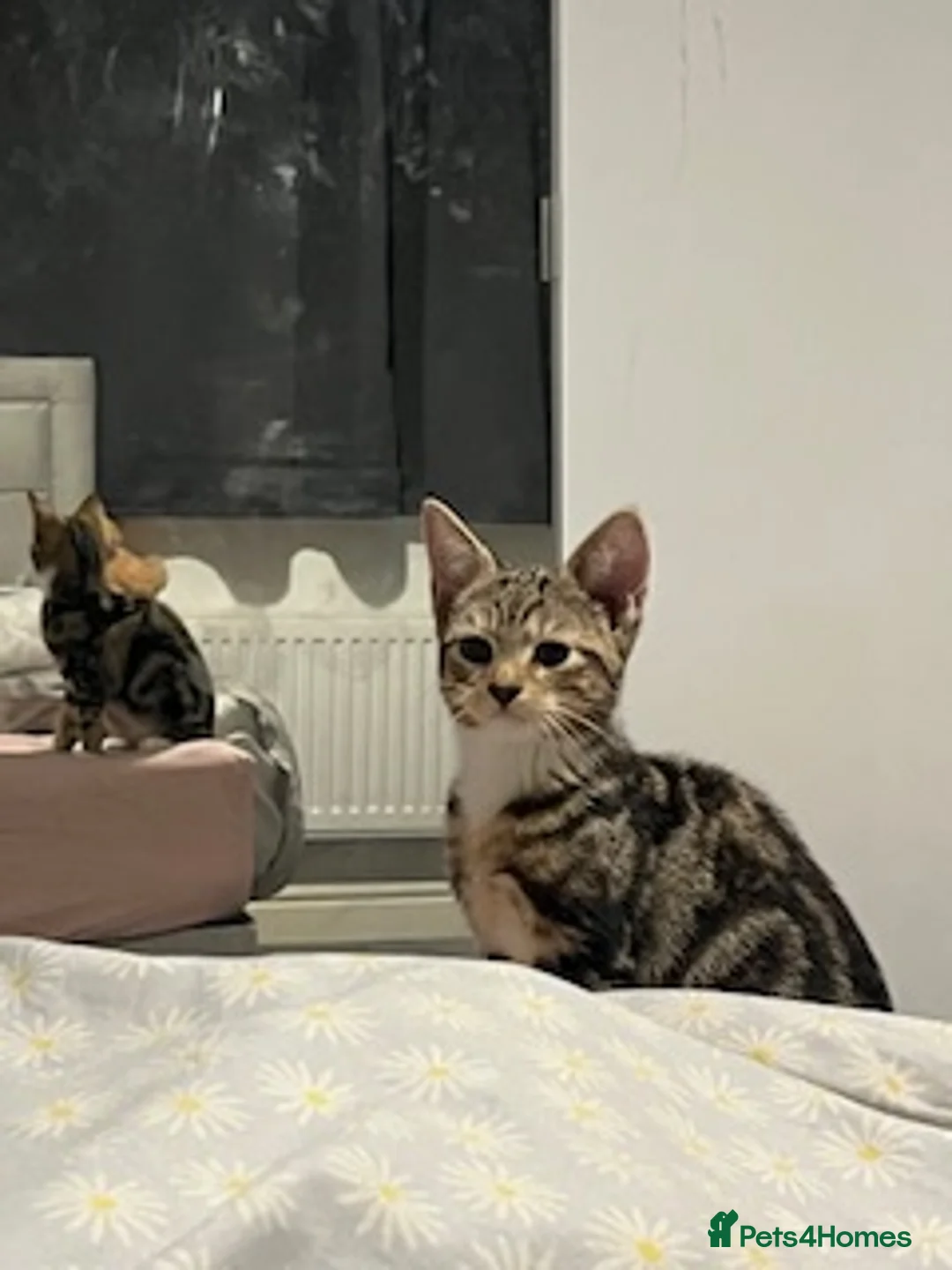 British Shorthair cats for sale: Male kitten WITH EQUIPMENT in Horley - Advert 4