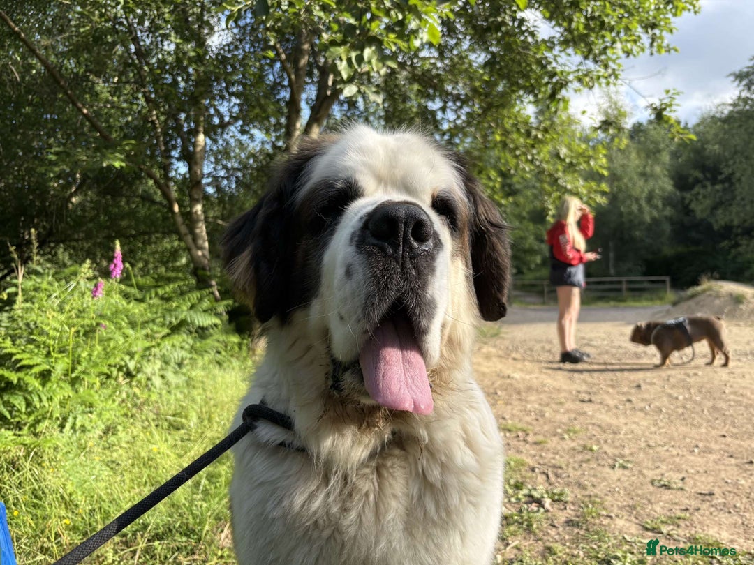 Saint Bernard dogs for sale: St burnard  - Image 4