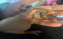 Guinea Pig rodents for sale: * RARE FULL BREED SKINNY PIG BABIES! - Image 3