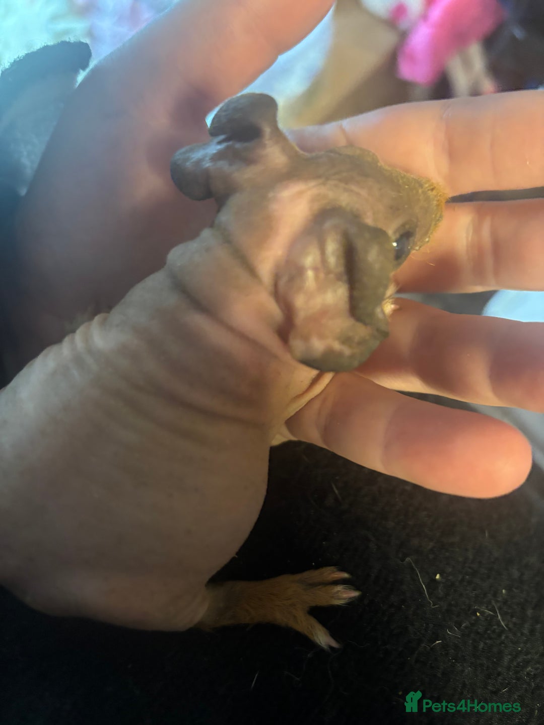 Guinea Pig rodents for sale: * RARE FULL BREED SKINNY PIG BABIES! - Image 3