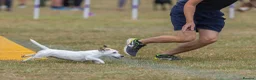 Jack Russell dogs for sale: KC Registered Smooth Jack Russell Terriers in Bordon - Advert 5