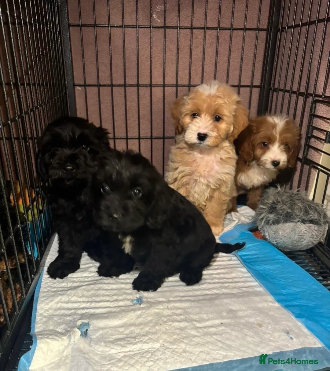 Cockapoo dogs for sale: Adorable Cockapoos’s looking for family homes - Advert 5