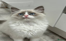 Ragdoll cats for sale: Blue Bicolor kittens 😸  - Image 11
