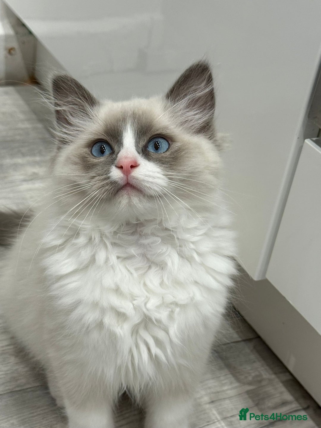 Ragdoll cats for sale: Blue Bicolor kittens 😸  - Image 11