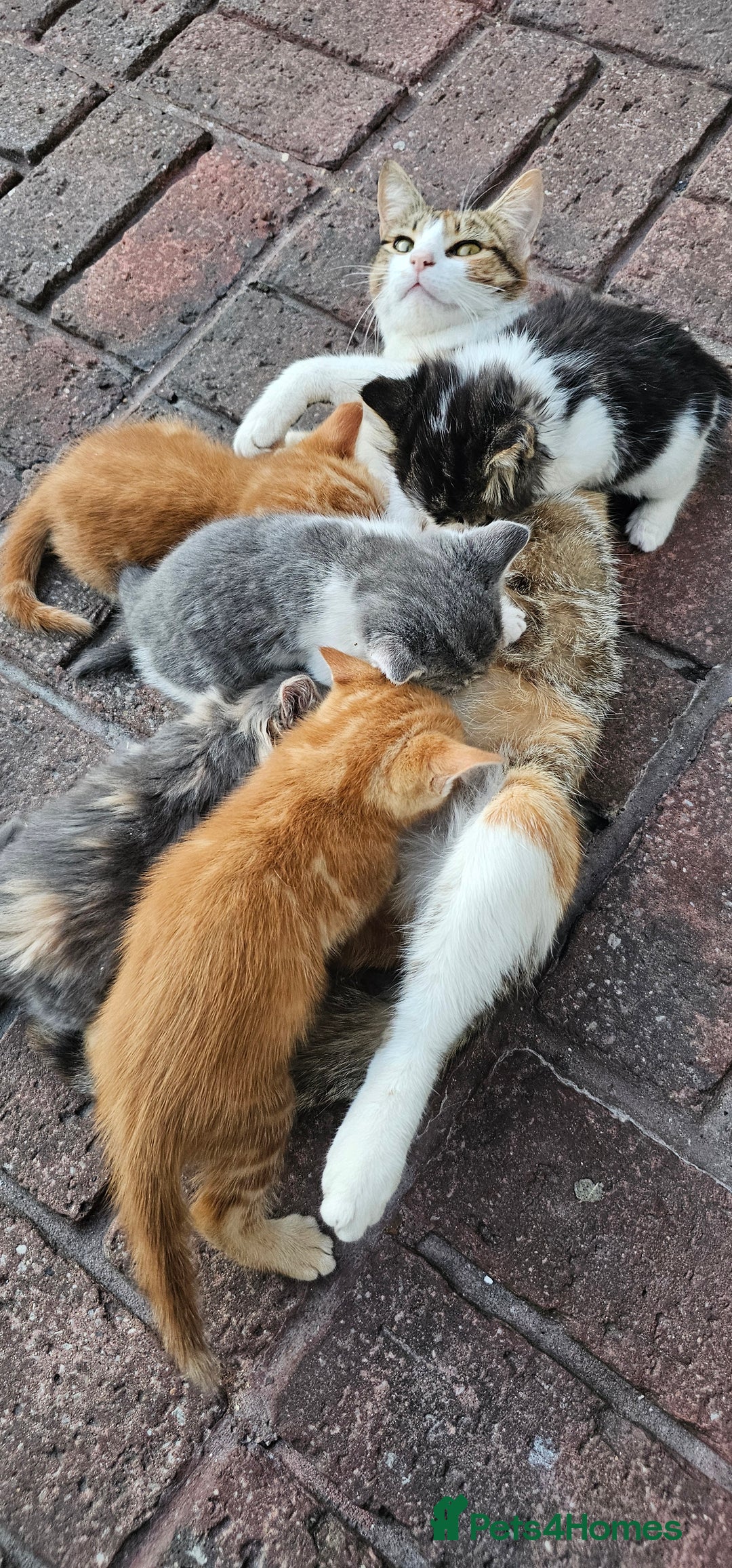 British Longhair cats for sale: Famle - Image 6