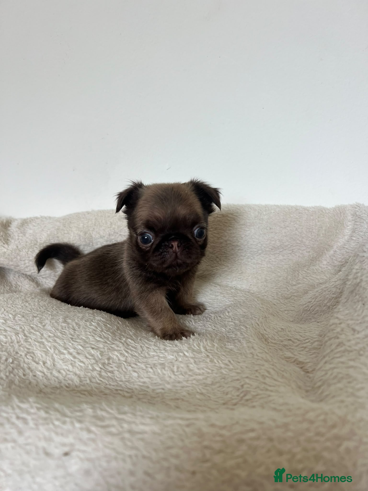 Pug dogs Fluffy miniature pugs  - Advert 8