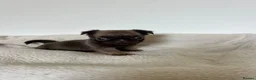 Pug dogs for sale: miniature pugs  - Advert 1