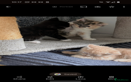 Mixed Breed cats for sale: Beautiful healthy kittens - ONLY 2 AVAILABLE 😍😍 - Image 37