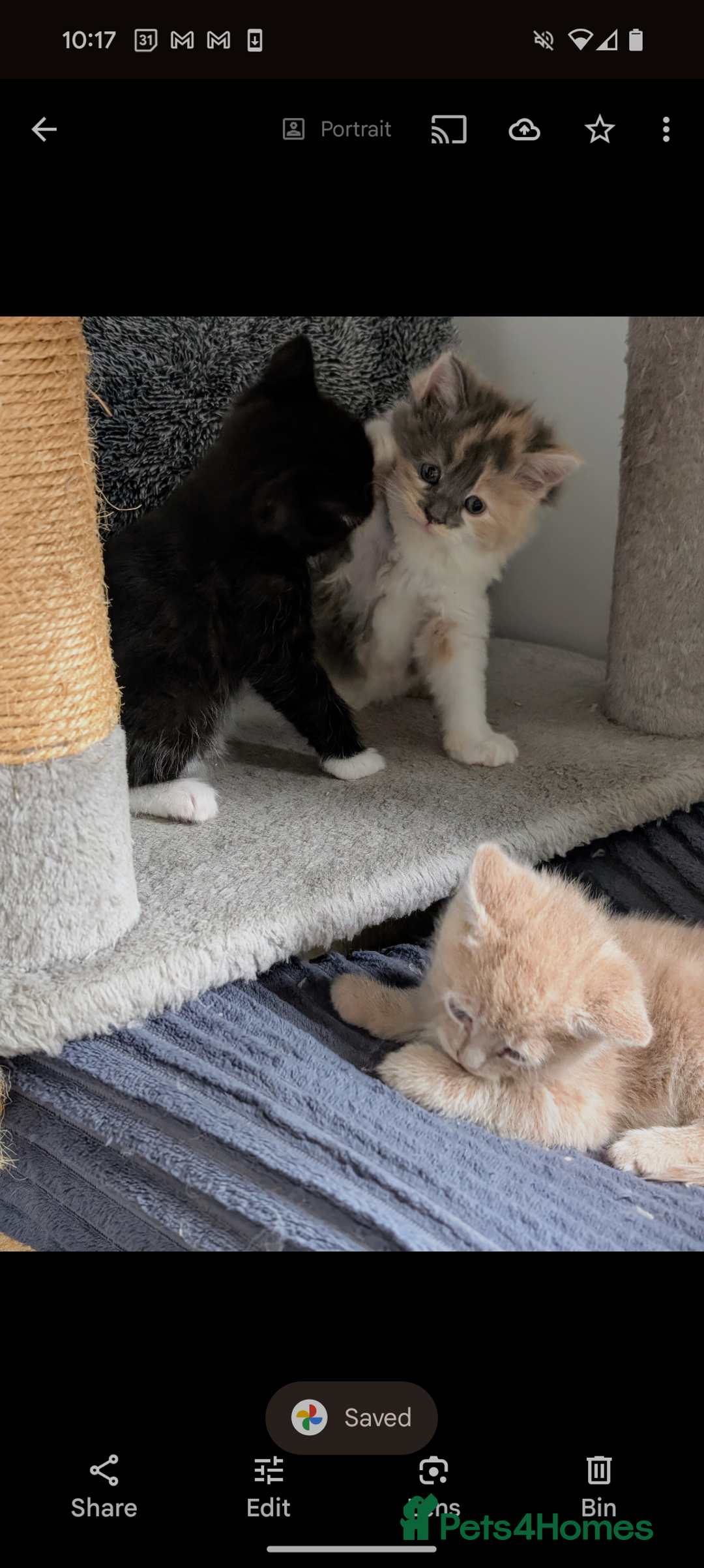 Mixed Breed cats for sale: Beautiful healthy kittens - ONLY 2 AVAILABLE 😍😍 - Image 37