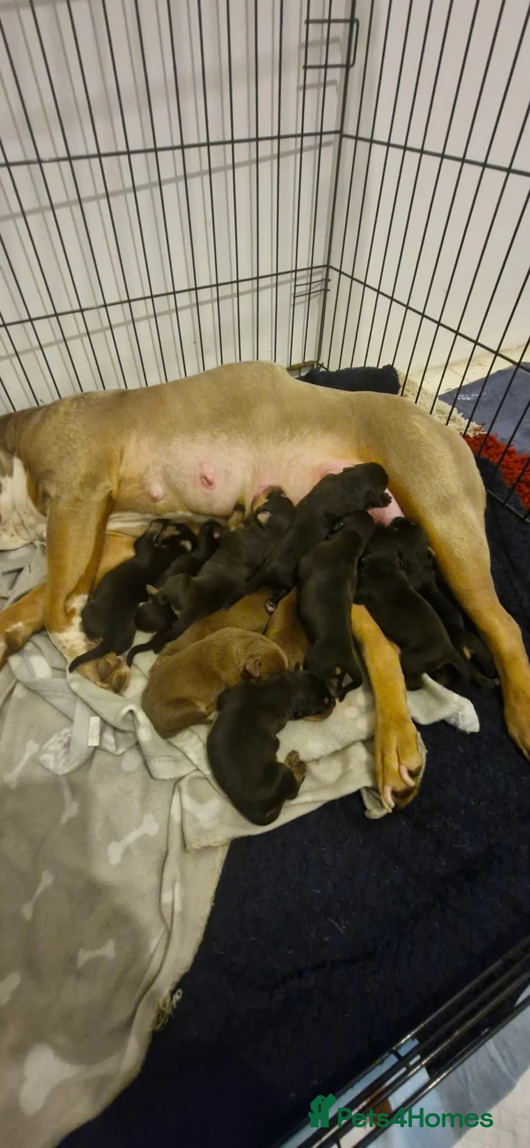 Mixed Breed dogs for sale: Doberman/shepherd puppies - Advert 31