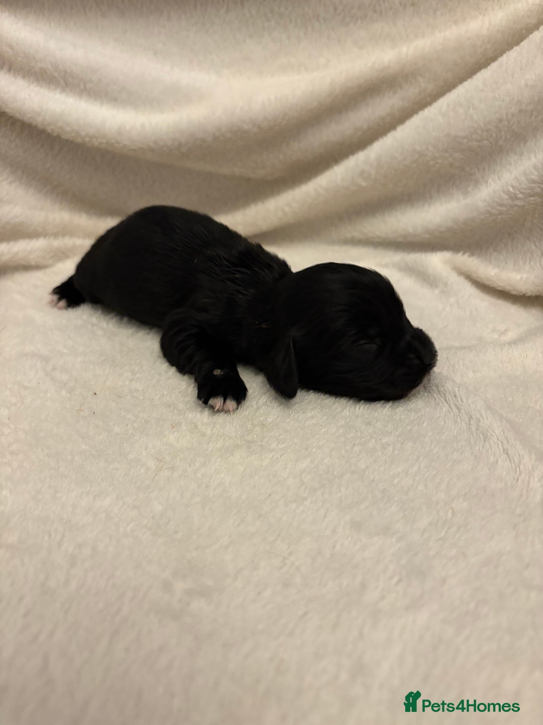 Cocker Spaniel dogs for sale: Cocker Spaniel Pups Seeking Forever Homes!💖 - Image 40