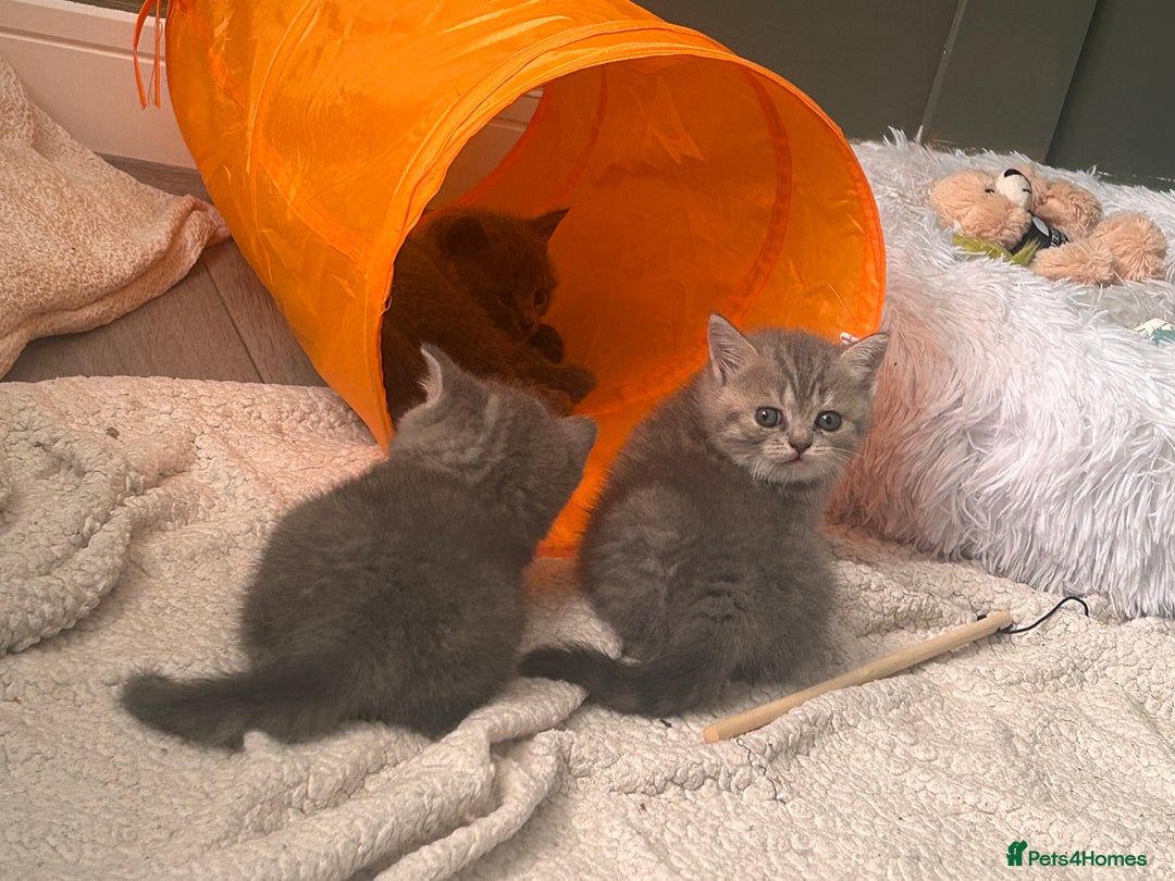 British Shorthair cats for sale: 1 baby girl left!  - Image 7