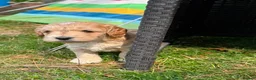 Cockapoo dogs for sale: 6 Beautiful Cockerpoos Puppies  - Advert 9