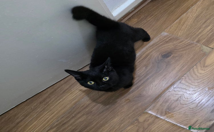 Bombay cats in London - Advert 1
