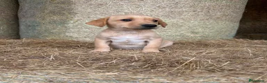 Labrador Retriever 7