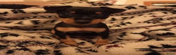 Miniature Pinscher dogs for sale: Beautiful pure bred miniature pinscher puppies  - Advert 7