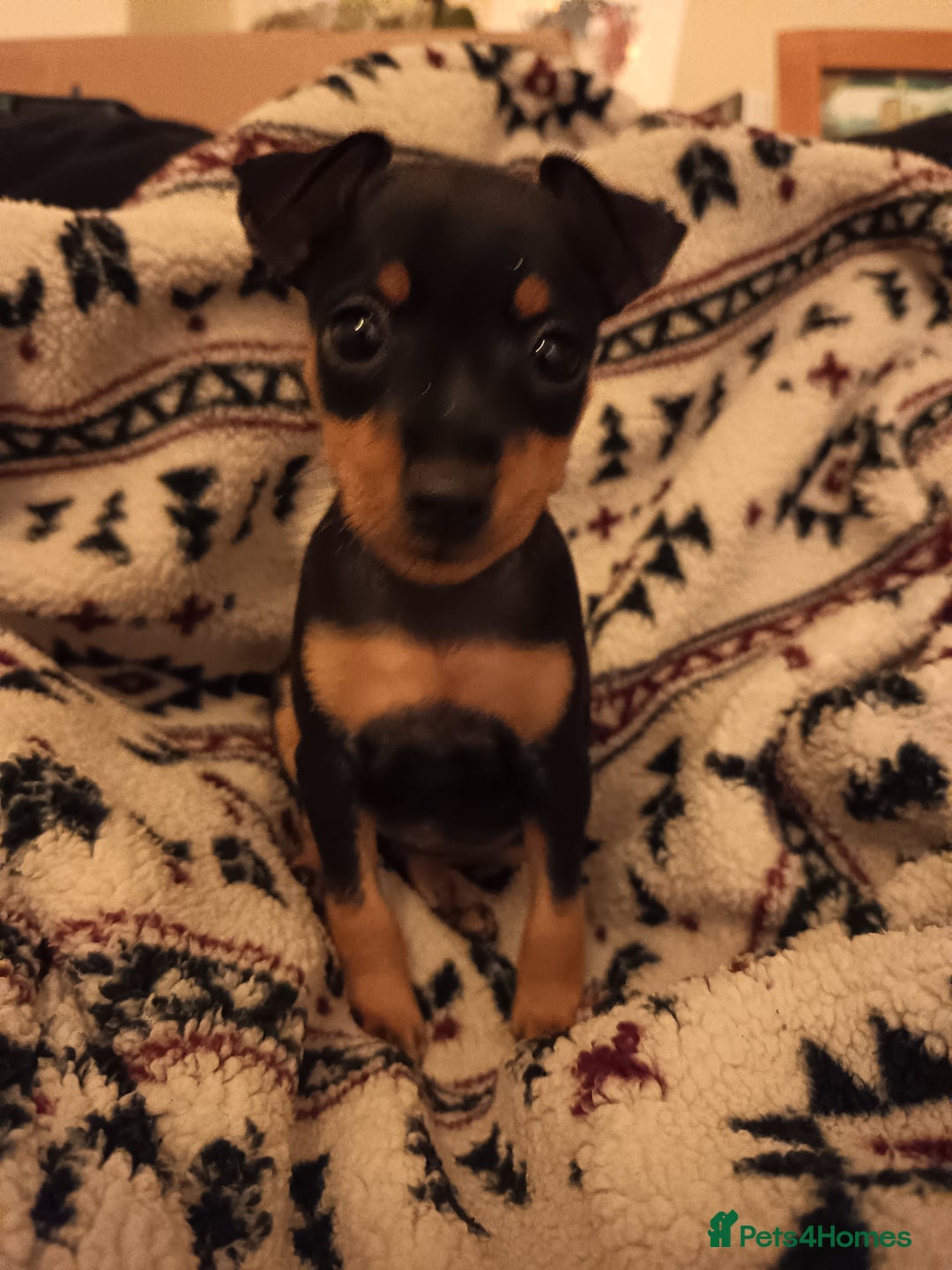 Miniature Pinscher dogs for sale: Beautiful pure bred miniature pinscher puppies  - Advert 7