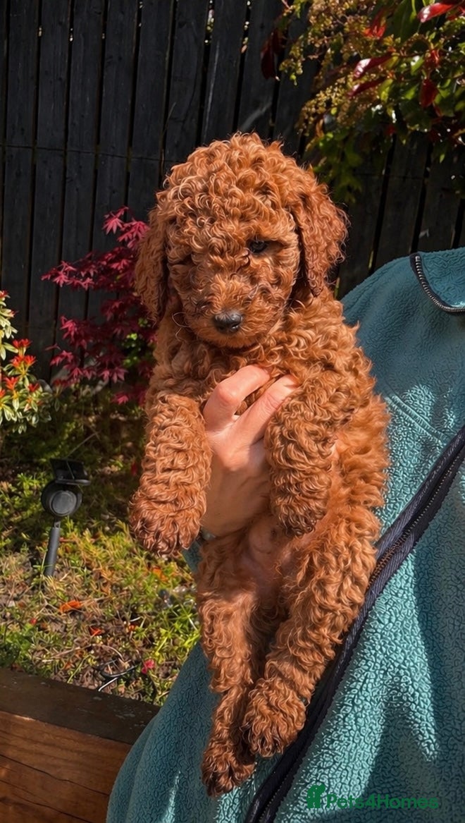 Labradoodle dogs for sale: Ready now 1 left Quality F1b Labradoodle DNA Clear - Advert 1