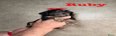 Cockapoo 2