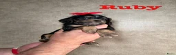 Cockapoo dogs for sale: F1B cockapoo puppies parents genetic tested  - Advert 23