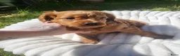 Mixed Breed dogs for sale: Stunning little cockerpoo lookalike boys  - Advert 12