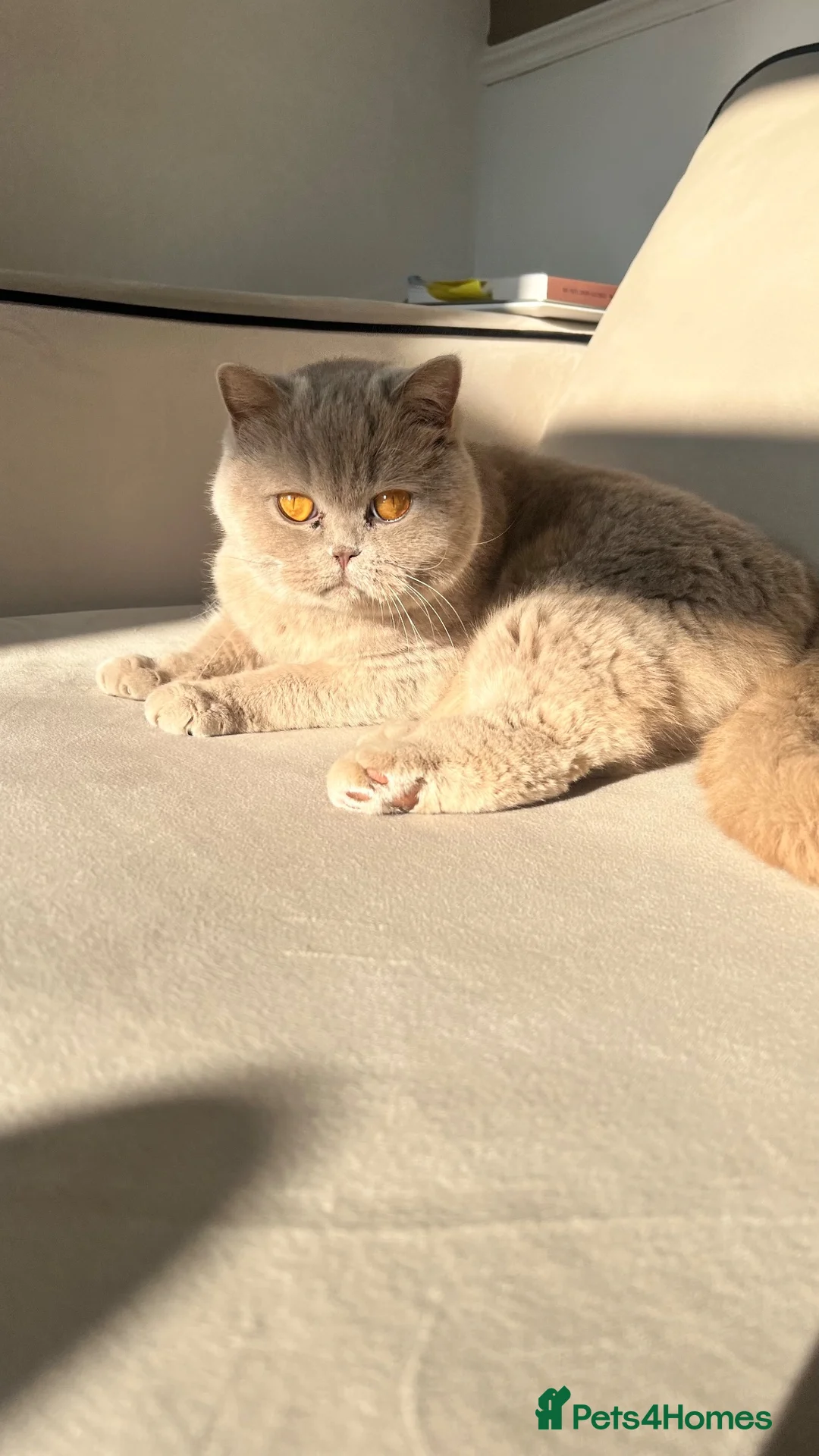 British Shorthair cats for sale: Lilac British shorthair  - Advert 1