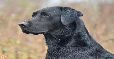 Labrador Retriever dogs - Advert 4