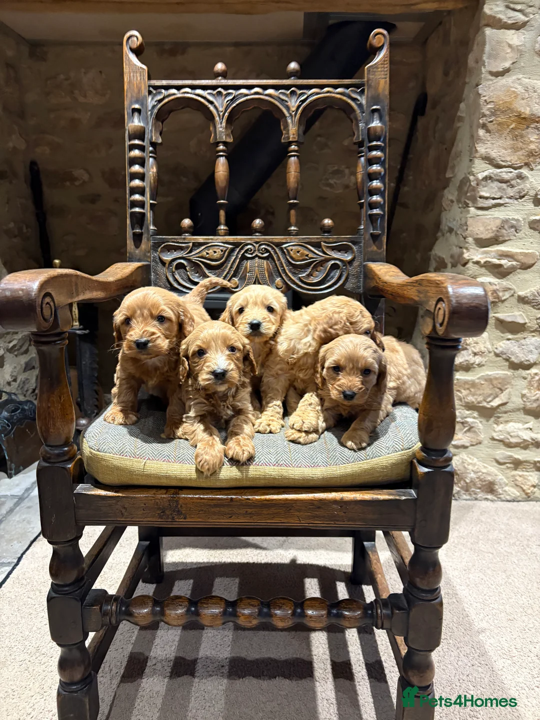 Cockapoo dogs for sale: Cockapoo show type pups, PRIZEWINNING LINES  - Advert 4
