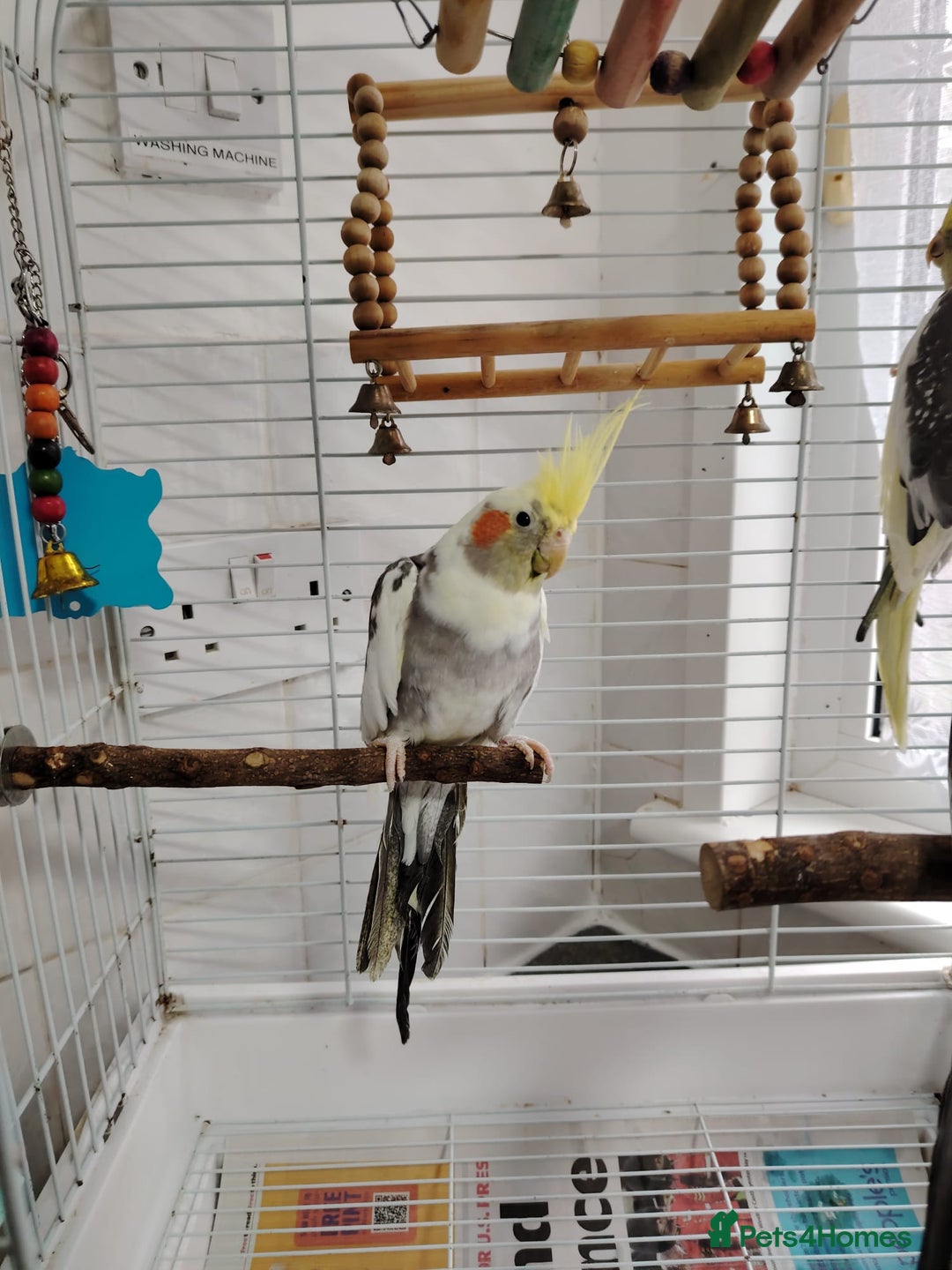 Cockatiels birds for sale: lovely cockatiels - Image 7
