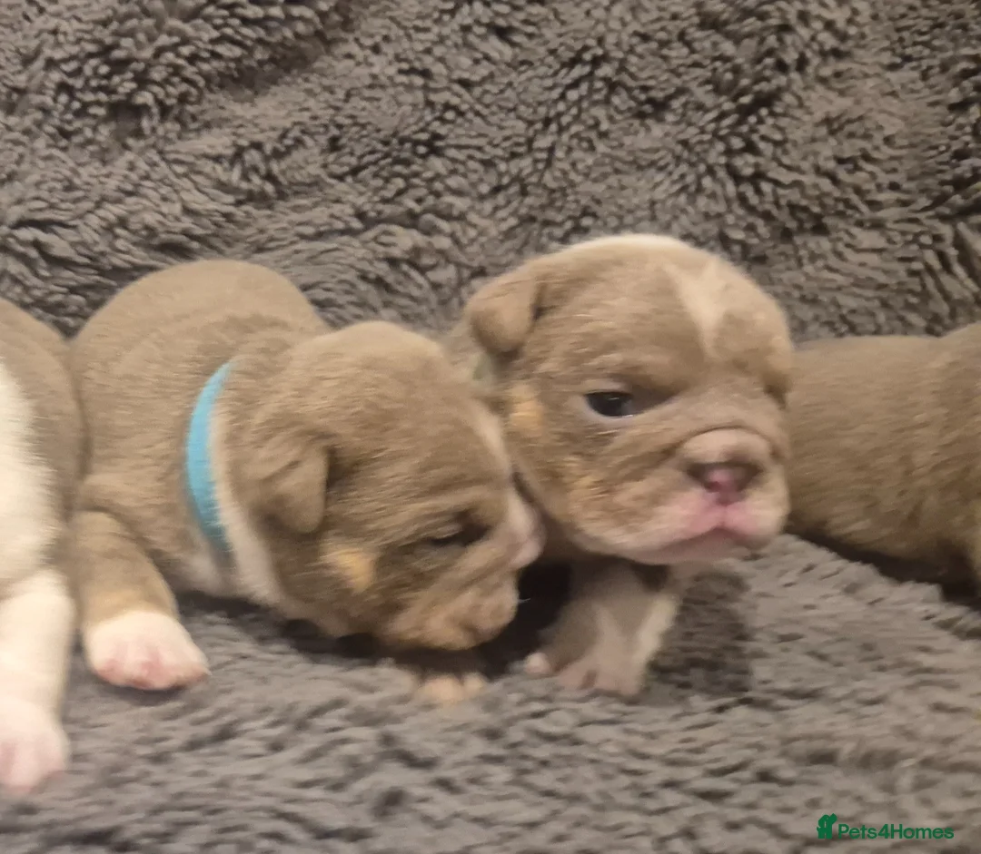 English Bulldog dogs for sale: ☆ showstopping stocky and Rare lilac tri pups ☆  - Advert 1