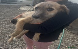 Lurcher dogs for sale: Lurcher puppies  - Image 4