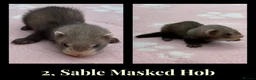 Ferret rodents for sale: 🦦 Adorable Ferret Kits (Pandas, Roans & Sables)🐾 - Advert 9