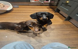 Miniature Dachshund dogs for sale: Miniature Dachshund puppies - Image 21