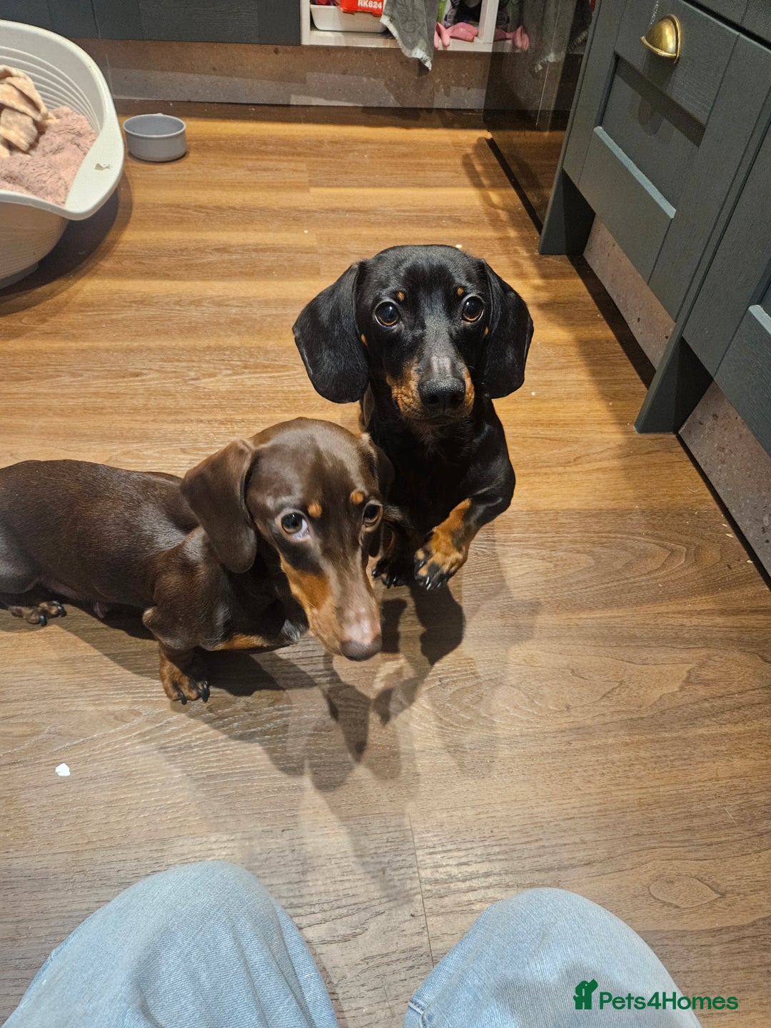 Miniature Dachshund dogs for sale: Miniature Dachshund puppies - Image 21